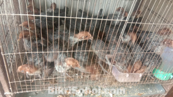 ফাউমি মুরগীর বাচ্ছা